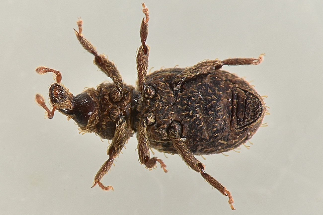 Curculionidae: Echinomorphus ravouxi